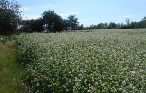 Продам гречку