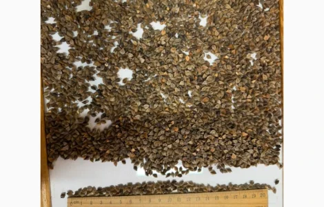 Продаж ГРЕЧКА (Buckwheat)