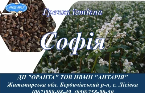 Насіння гречки Софія (БН