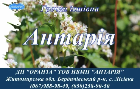 Насіння гречки Антарія (БН