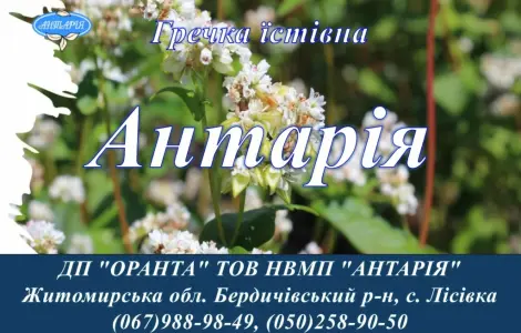 Насіння гречки Антарія (БН
