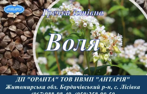 Насіння гречки Воля (БН