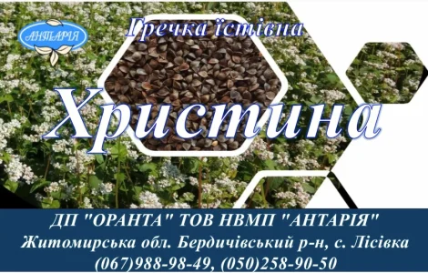 Насіння гречки Христина (БН