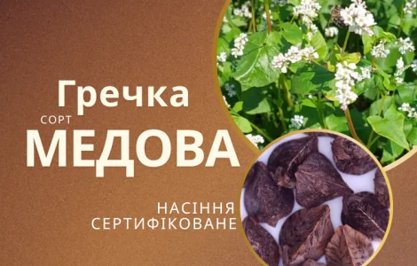 Гречка посівна сорт Медова сертифікована еліта від Автора
