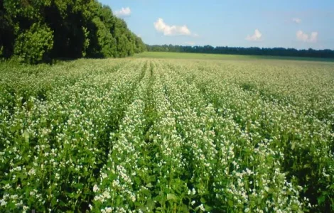 Насіння гречки разных сортов в продаже