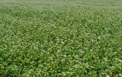 Продам насіння гречки