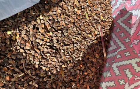 Підприємство купує гречиху багато років. По всій Україні. Самовивіз. Телефонуйте