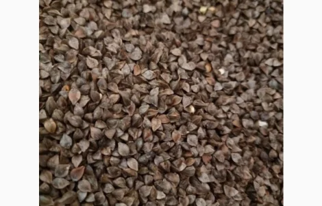 Продам насіння гречки 15 тн