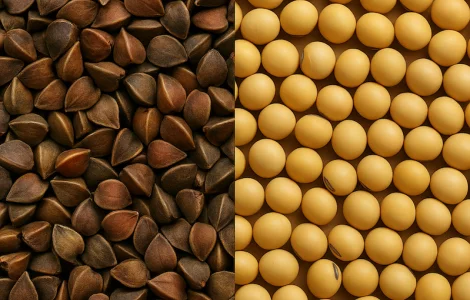 Насіння гречки PENNY та сої Хайстар - стабільна врожайність і перевірена якість