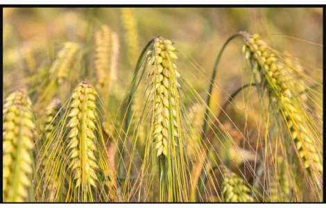 Продам насінння ячмінь ярий шестирядний Геліос