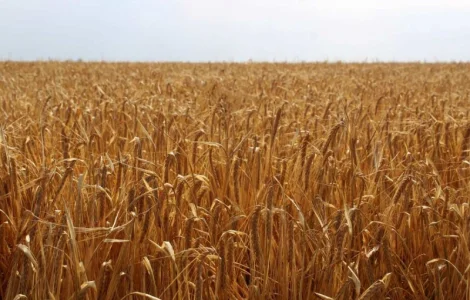 Пропонуємо купити насіння ярого ячменю сорт Себастьян 1-Р