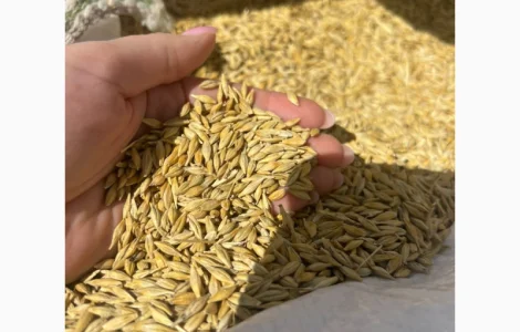 Ярий ячмінь сорт Аверс еліта Дніпропетровська обл