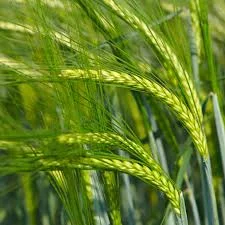 Насіння ярого ячміня Аверс ( Еліта)