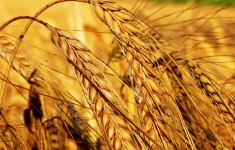 Яровий ячмінь сорт МІП Шарм