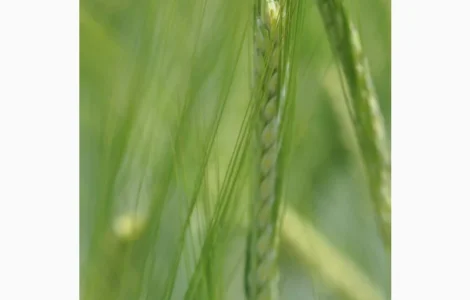 Насіння ячменю Вільма 1 репродукція у продажу