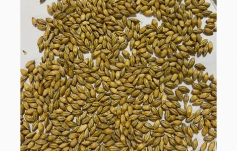 Куплю ячмінь фуражний по високій ціні з місця