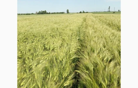 Насіння Ячмінь Озимий Сорт Дев'ятий Вал