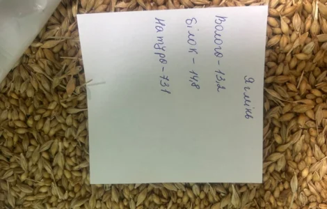 Ячмень голозерный для производства крупы