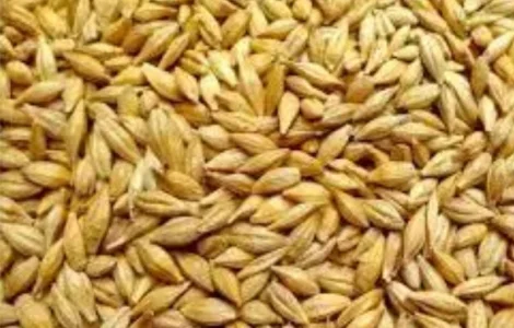 Куплю яровой ячмень