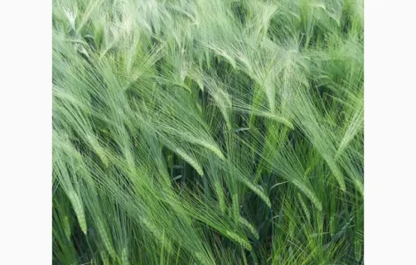 Продам озимий ячмінь NORMAN