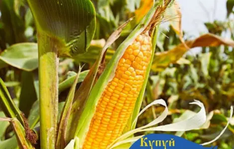 Насіння кукурудзи ДБ Хотин на урожай 2024