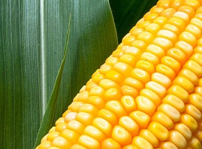 Посівмат кукурудзи АР 18101 К