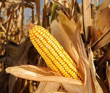 Простий міжлінійний гібрид кукурудзи Тіадор