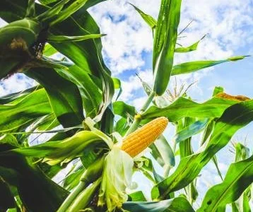 Насіння кукурудзи НУР