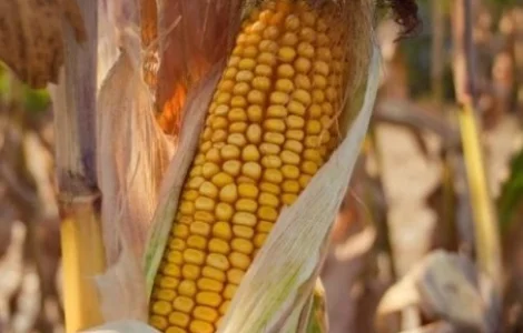 Кукуруза Южная на продажу