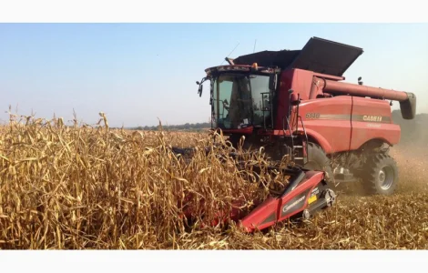 Купую кукурузу за вигідними цінами