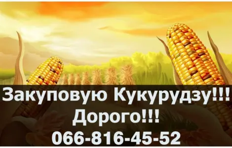 Закупка кукурузы оптом по конкурентным ценам