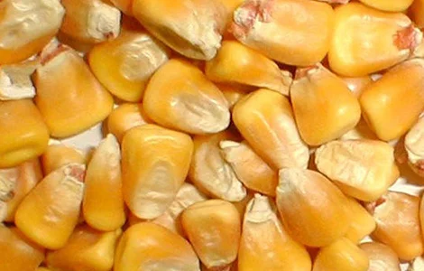 Кукурудза ДБ Тирас ФАО 180 – високий врожай