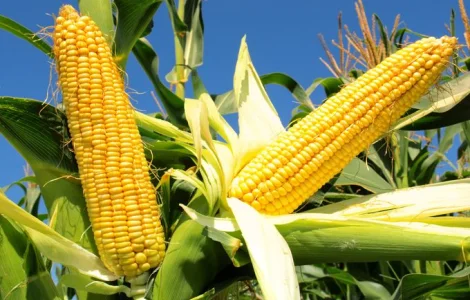 Гібрид кукурудзи АТЛАНТ ФАО 290