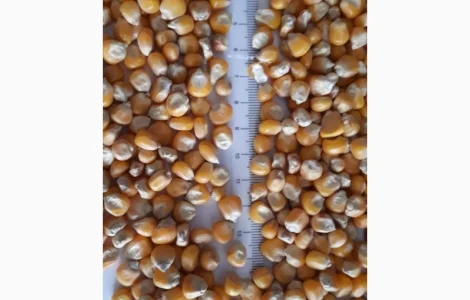 Кукурудза фуражна