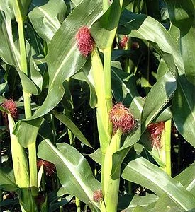 Продам кукурузу на экспорт. 0т поставщика с 5 0000 тысячи тонн