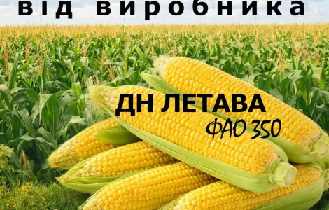 Насіння кукурудзи ДН Летава / от производителя / ФАО 350