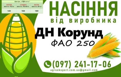 Насіння кукурудзи 2025 – гібрид ДН Корунд (ФАО 250) от производителя