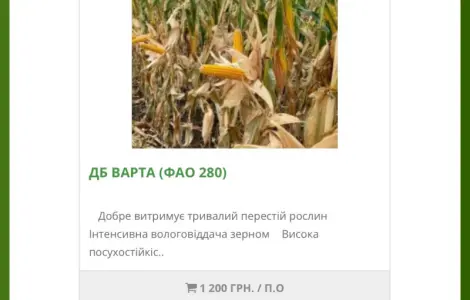 Насіння кукурудзи ДБ Варта від виробника