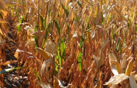 Наcіння кукурудзи ДН Фієста (ФАО 260) від виробника