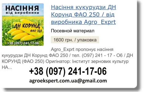 Продаж насіння кукурудзи ДН Корунд на 2026 рік від виробника