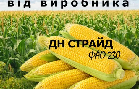 Насіння кукурудзи ДН Страйд / ФАО 230 від виробника