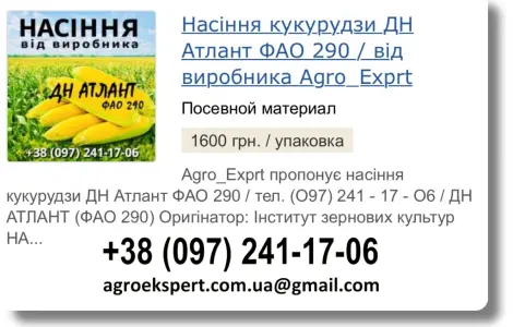 Продаж насіння кукурудзи ДН Атлант 2026 від виробника