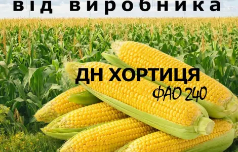 Насіння кукурудзи ДН Хортиця, ФАО 240, от производителя