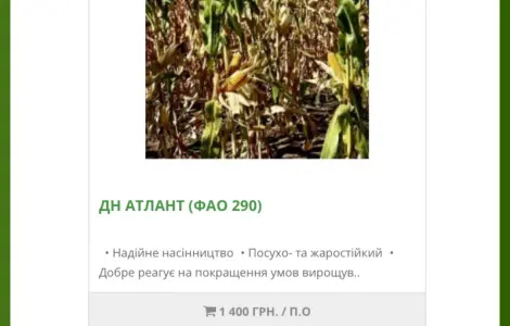 Насіння кукурудзи ДН Атлант (2025 року) від виробника