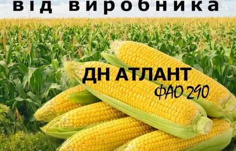 Насіння кукурудзи ДН Атлант ФАО 290 від виробника