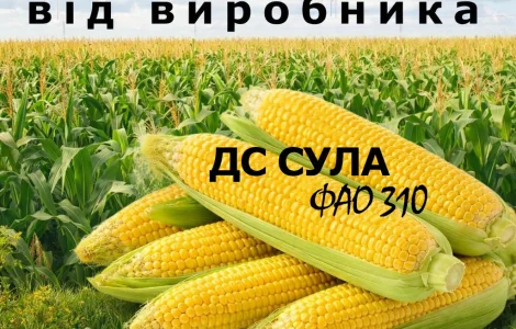 Насіння кукурудзи ДС Сула / від виробника / ФАО 310