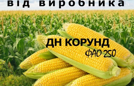 Насіння кукурудзи ДН Корунд / від виробника / ФАО 250