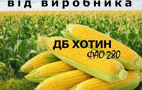 Насіння кукурудзи ДБ Хотин ФАО 280 від виробника