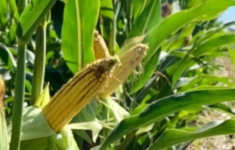 Наcіння кукурудзи ДН Страйд (ФАО 230) від виробника