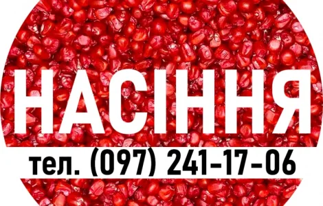 Качественное семя кукурузы от производителя! Много перекупщиков - один производитель